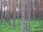 Long term investing involves the old trees and the forest idea