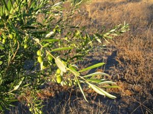 Healthy Olive trees at Waylen Farm