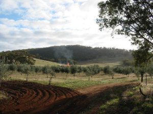 Waylen Farm olive grove