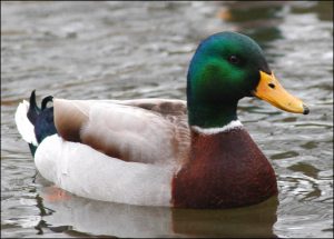 It's probably a duck